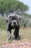 CANE CORSO 315